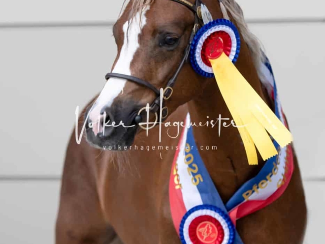 PSB Körung Sieger mehr folgt 28