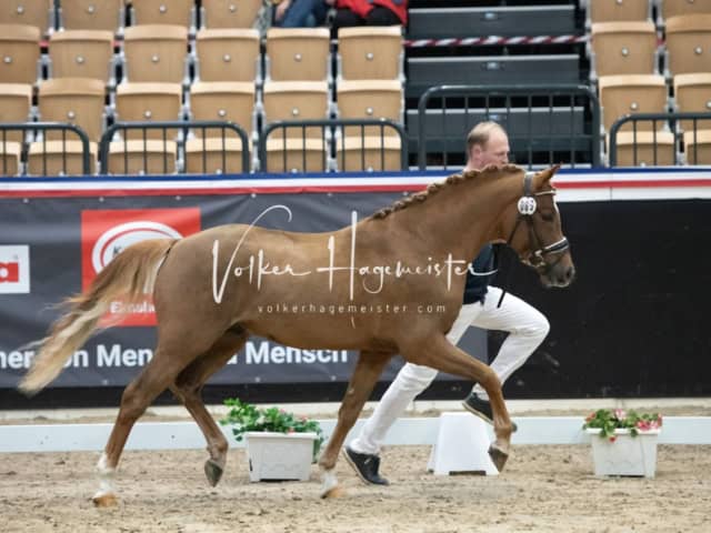 PSB Körung unsortiert 16