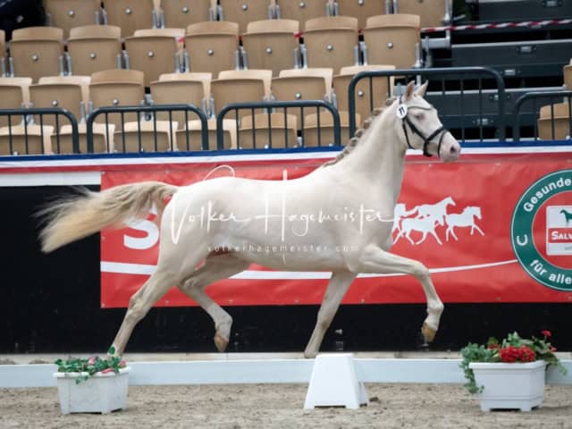 PSB Körung unsortiert 17