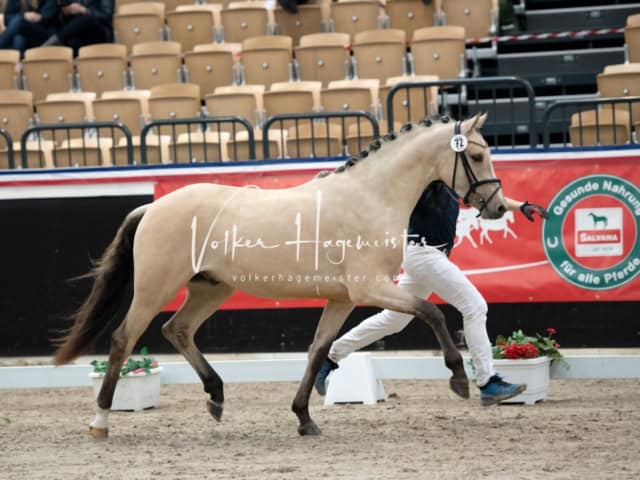 PSB Körung unsortiert 18