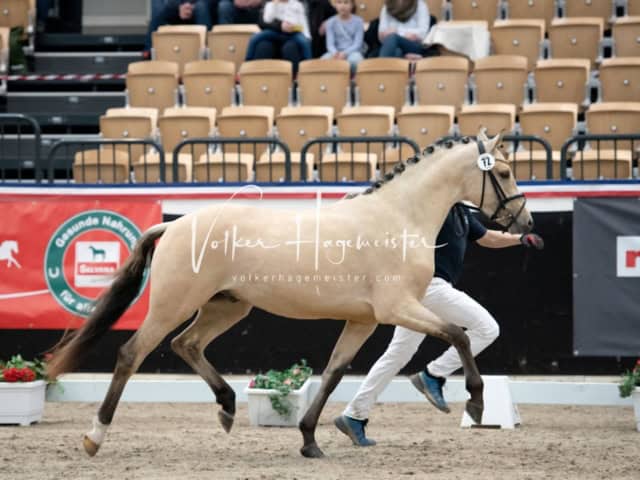 PSB Körung unsortiert 19