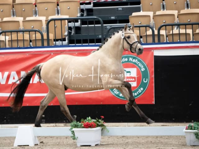 PSB Körung unsortiert 20