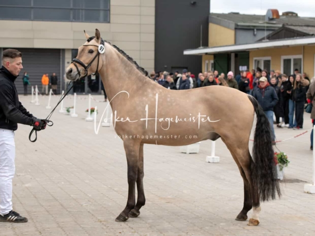 PSB Körung unsortiert 22