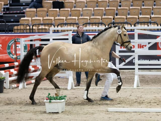 PSB Körung unsortiert 23