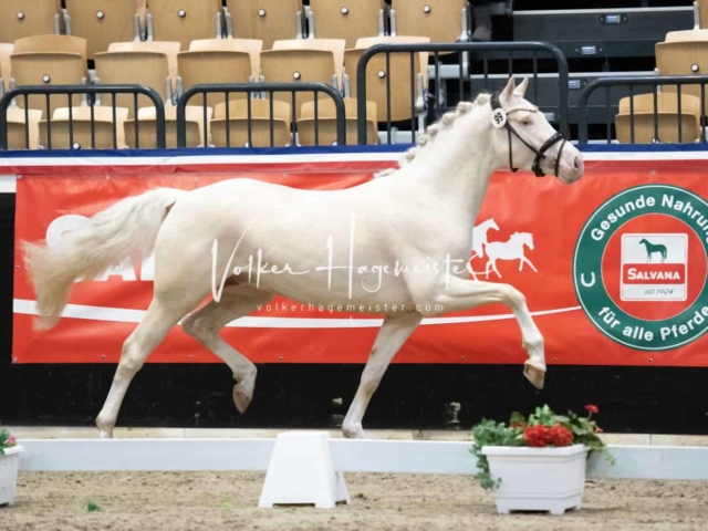 PSB Körung Sieger mehr folgt 30