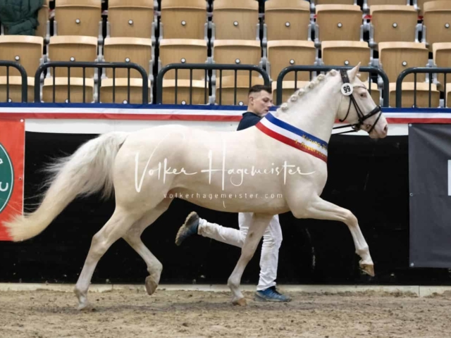 PSB Körung Sieger mehr folgt 1
