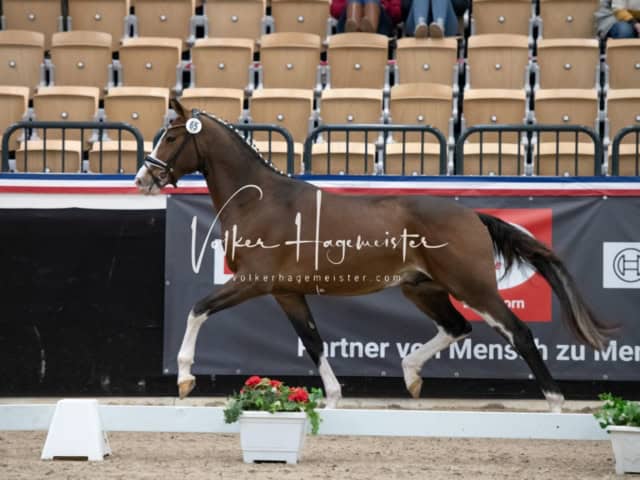 PSB Körung unsortiert 26