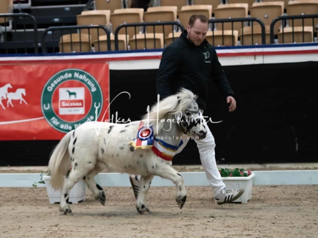PSB Körung Sieger mehr folgt 2