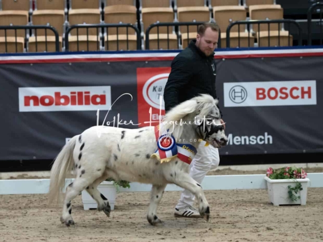 PSB Körung Sieger mehr folgt 3