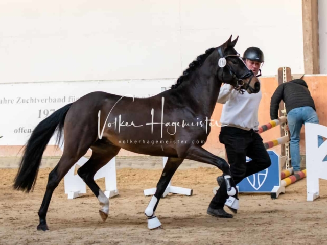 ZfdP Körung Kranichstein Ponys 23
