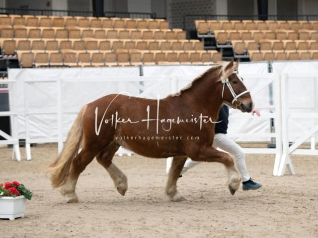 PSB Körung unsortiert 30