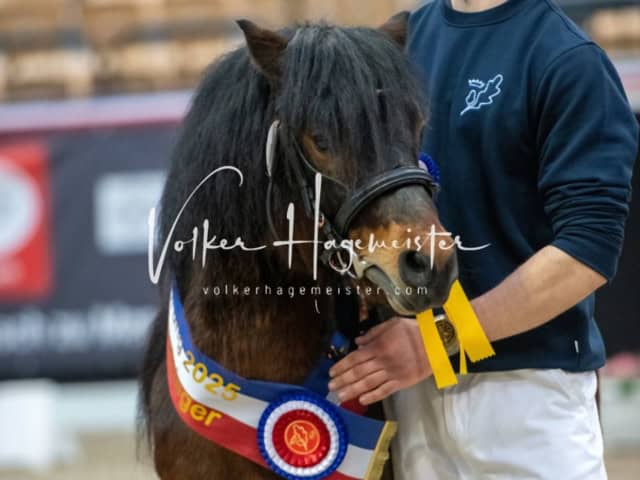 PSB Körung Sieger mehr folgt 6