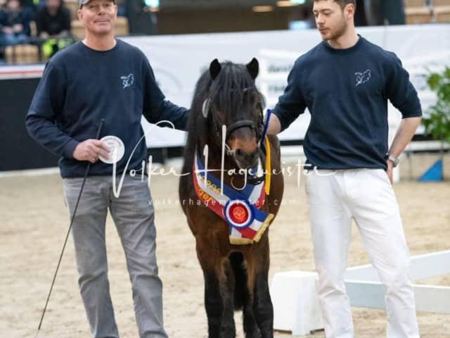 PSB Körung Sieger mehr folgt 7