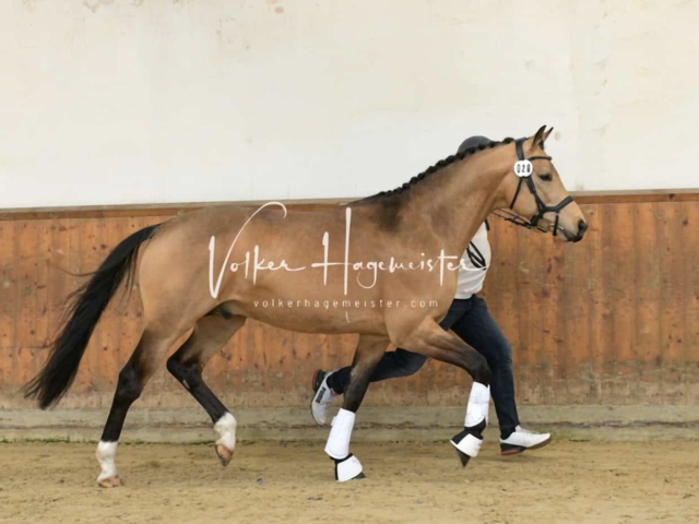 ZfdP Frühjahrskörung 5