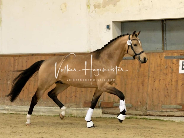 ZfdP Frühjahrskörung 6