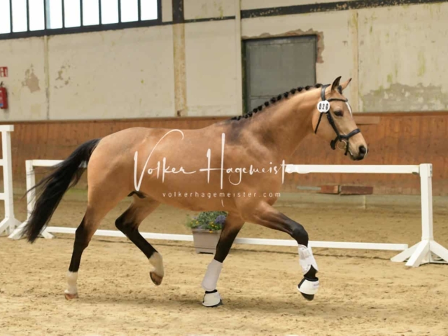 ZfdP Frühjahrskörung 7