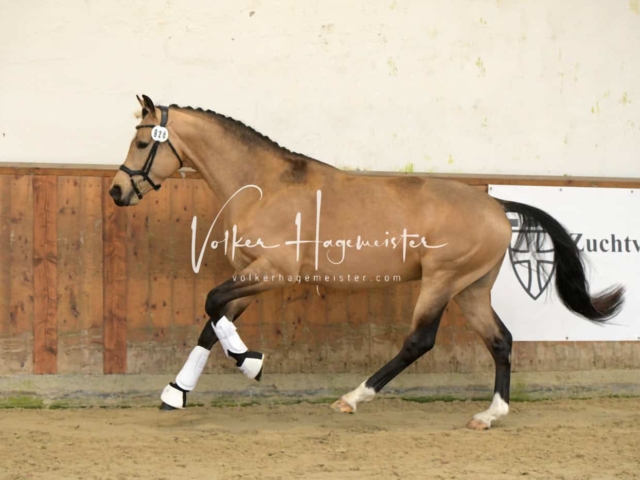 ZfdP Frühjahrskörung 8