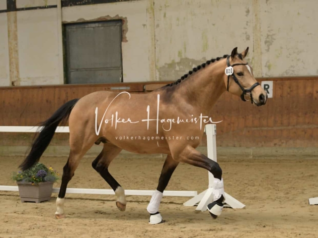 ZfdP Frühjahrskörung 9