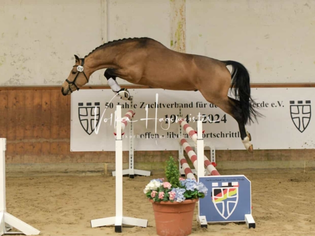 ZfdP Frühjahrskörung 10