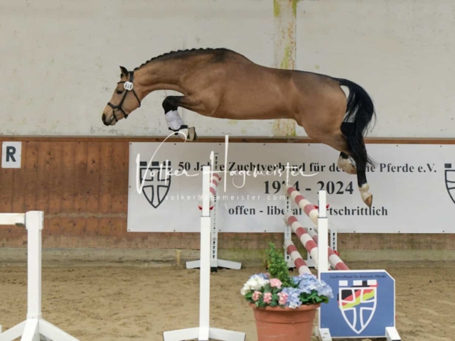 ZfdP Frühjahrskörung 11