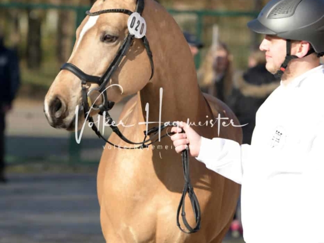 ZfdP Frühjahrskörung 2