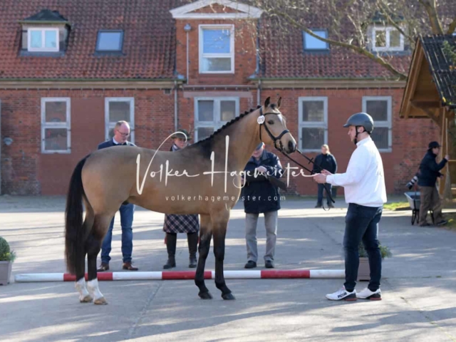 ZfdP Frühjahrskörung 3