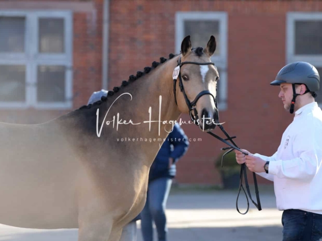 ZfdP Frühjahrskörung 4