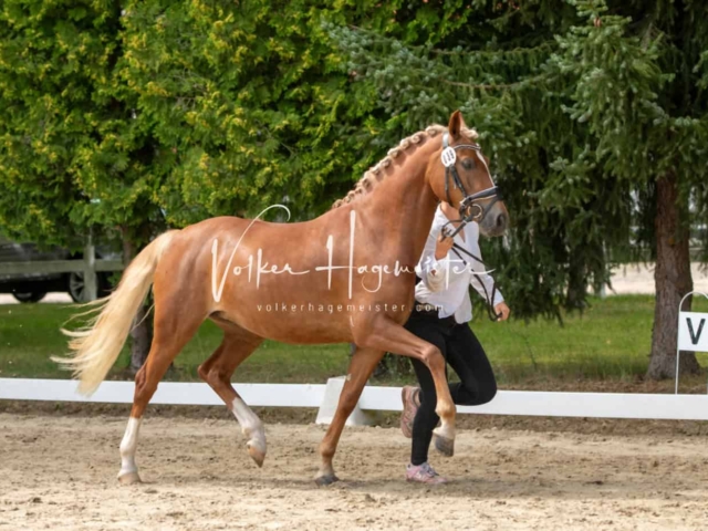 ZfdP Frühjahrskörung 25