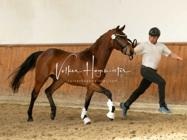 ZfdP Frühjahrskörung 17