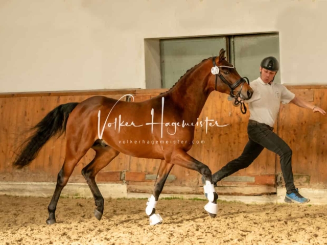 ZfdP Frühjahrskörung 18