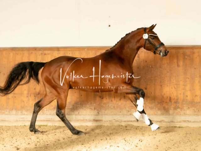 ZfdP Frühjahrskörung 19