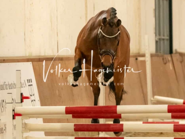 ZfdP Frühjahrskörung 20