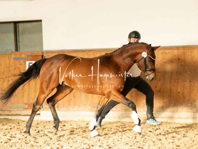 ZfdP Frühjahrskörung 21