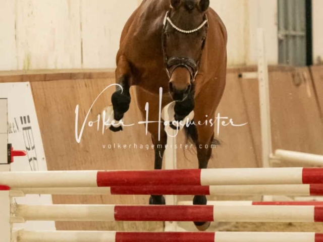 ZfdP Frühjahrskörung 22