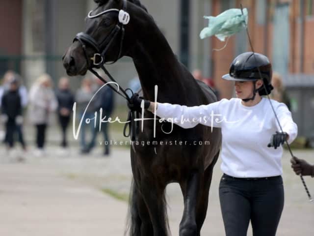 ZfdP Frühjahrskörung 12