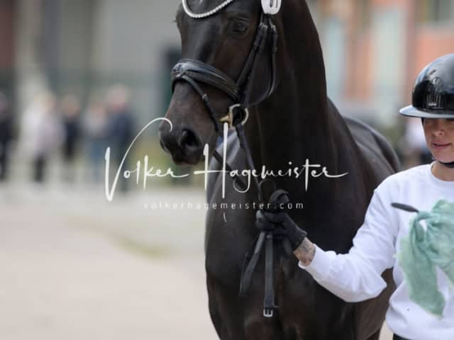 ZfdP Frühjahrskörung 13