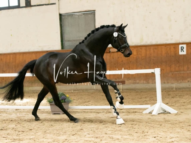 ZfdP Frühjahrskörung 16