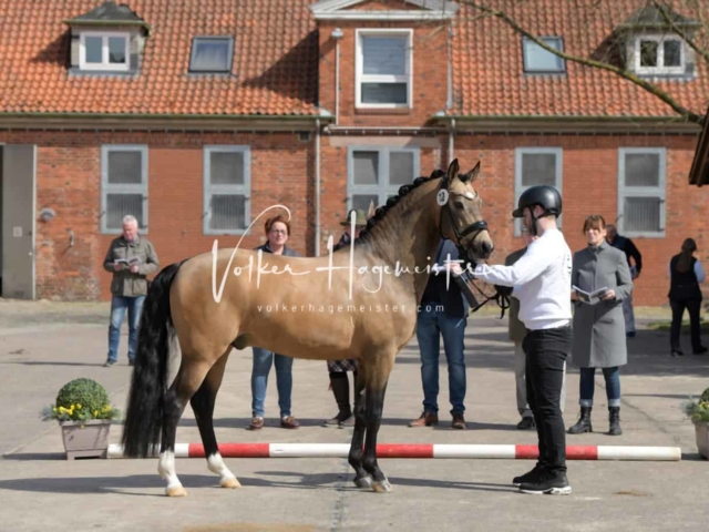ZfdP Frühjahrskörung 25
