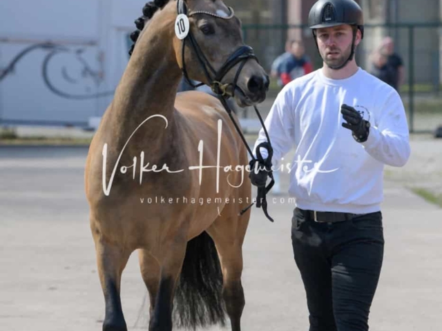 ZfdP Frühjahrskörung 26