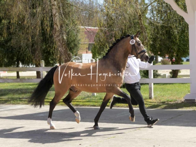 ZfdP Frühjahrskörung 27