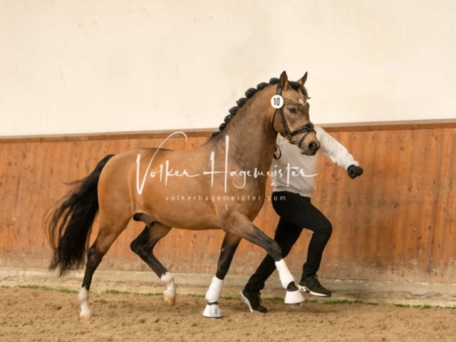 ZfdP Frühjahrskörung 28