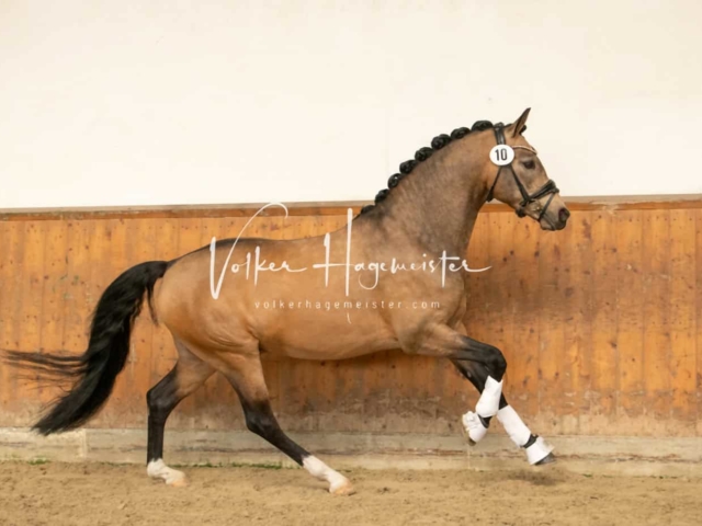 ZfdP Frühjahrskörung 30