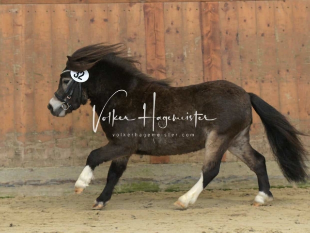 ZfdP Frühjahrskörung 2