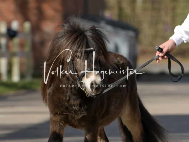 ZfdP Frühjahrskörung 3