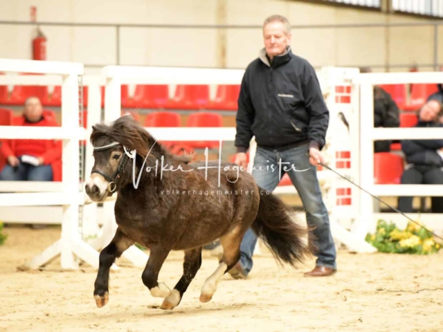 ZfdP Frühjahrskörung 6