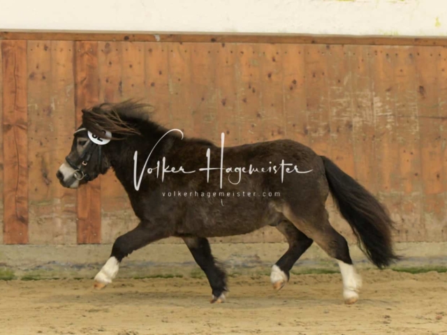 ZfdP Frühjahrskörung 7