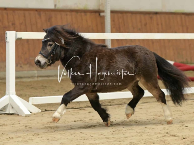 ZfdP Frühjahrskörung 8