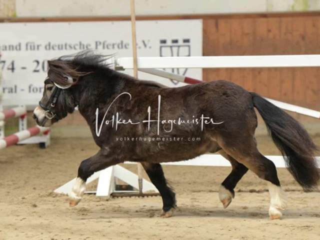 ZfdP Frühjahrskörung 9