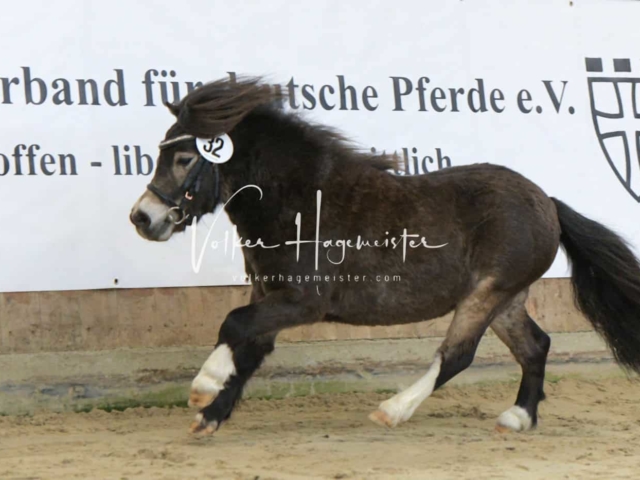 ZfdP Frühjahrskörung 10