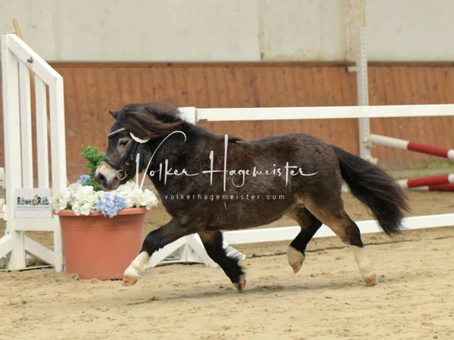 ZfdP Frühjahrskörung 11